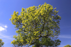 Summer, Sycamore tree,  Wensleydale