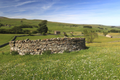 View over flower meadow, Raydale, Yorkshire Dales