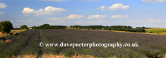 Summer Lavender fields near Snowshill village