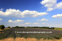 Summer Lavender fields near Snowshill village