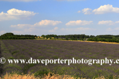 Summer Lavender fields near Snowshill village