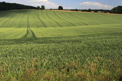 Summer landscape fields near Winchcombe town