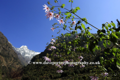 Snow, Kusum Khangkaru mountain, Himalayas, Nepal