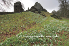 Snowdrops, Ruins of Oakhampton Castle