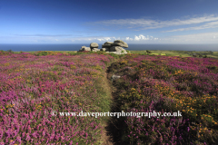Gorse and Heather Moorland, Rosewall Hill, St Ives