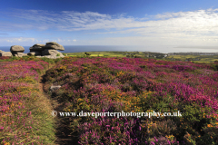 Gorse and Heather Moorland, Rosewall Hill, St Ives