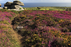 Gorse and Heather Moorland, Rosewall Hill, St Ives