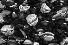 Common Mussel Bed ( Mytilus edulis )