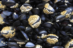 Common Mussel Bed ( Mytilus edulis )