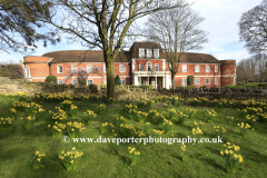 Spring Daffs, the Almshouses, Bedford town