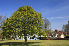 Chestnut Tree, village green, Ickwell village