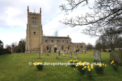 Spring Daffs, St Andrews church, Great Staughton