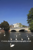 Swans on the river Great Ouse, Bedford town