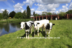 Cows at the river Great Ouse, Great Barford village
