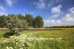 Spring view, river Great Ouse , Bromham village