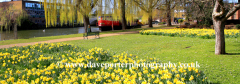 Spring Daffs Garden of Hope Peterborough City