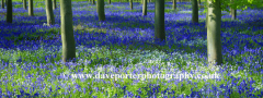 Bluebell Woods, Ferry Meadows Park, Peterborough