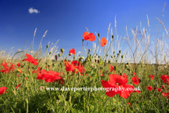 Poppy fields, near Wisbech town