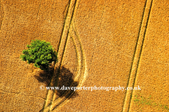Single tree, Wheat fields. Fenland