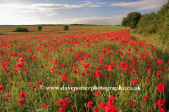 Poppy flower fields, near Ely City, Fenland
