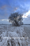 Winter scene, Fenland fields near Ramsey town