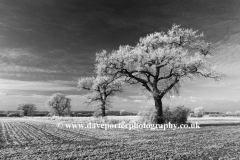 Hoare frost winter scene, Peakirk village