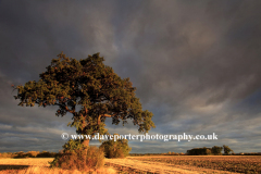 Storm clouds over an Oak tree, near March town