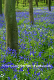 Bluebell woods, Ferry Meadows Park, Peterborough
