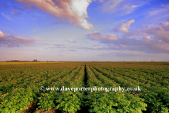 Potato crops in a Fenland Field