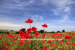 Common Poppy flower fields, near Castor village