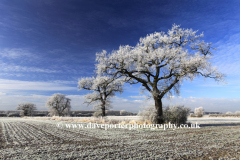 Winter Hoare frost, Fenland field, March town