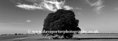 Beech Tree in a Summer Fenland field, near March