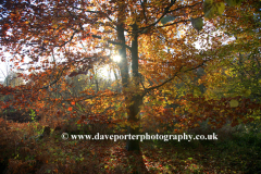 Autumn Beech trees, Holme Fen Nature Reserve