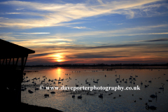 Sunset over the Swans, Welney Washes