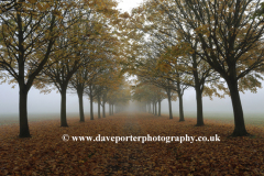 Autumn colours over Maple trees Peterborough