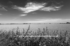 Wheat fields near Ely town, Fenland