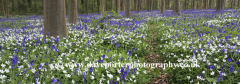 Bluebells and Wood Anemone Flowers; Castor woods