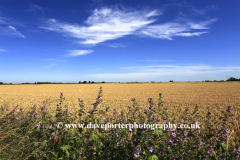 Summer Wheat fields near Ely town, Fenland