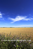 Summer wheat crop in a Fenland Field, March town