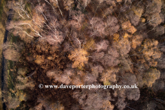 Drones eye view over Silver Birch trees at Holme Fen