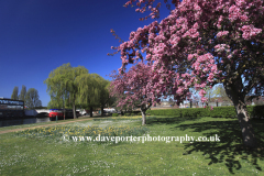 Spring River Nene Embankment Gardens, Peterborough