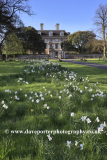 Spring daffodils, Thorpe Hall hospice, Peterborough