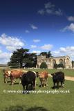 Cows in front of St Marys church, Marholm village
