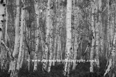 Autumn Silver Birch trees at Holme Fen