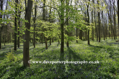 Bluebell woods, Ferry Meadows Park, Peterborough