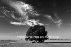 Summer Beech Tree, Fenland field near Ely