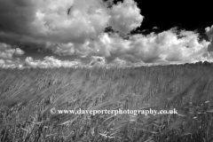 Summer barley crop in a Fenland Field, March