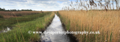 Reedbeds at the Wicken Fen nature reserve