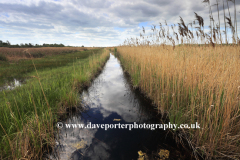 Reedbeds at the Wicken Fen nature reserve