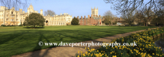 Daffodils, St Johns College buildings, Cambridge